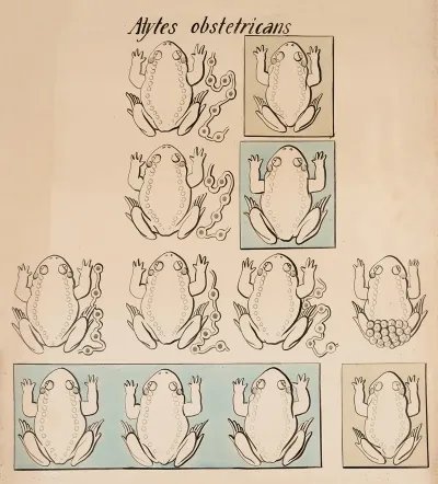 Common Midwife Toad Alytes Obstetricans