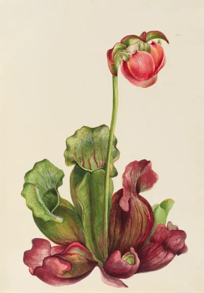 Common Pitcherplant Sarracenia Purpurea Venosa