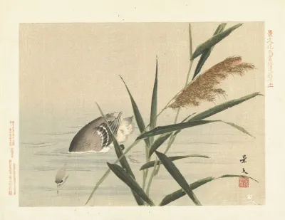 Common Reed And Little Grebe