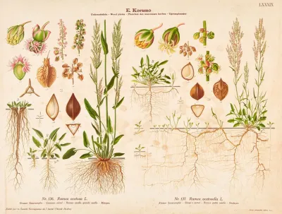 Common Sorrel Sheeps Sorrel