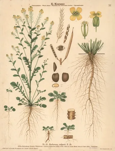 Common Wintercress Yellow Rocket