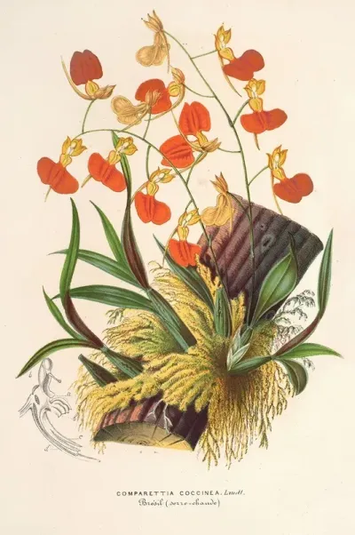 Comparettia Coccinea