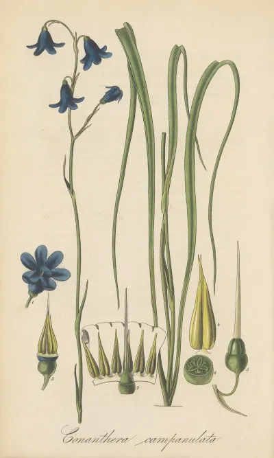Conanthera Campanulata