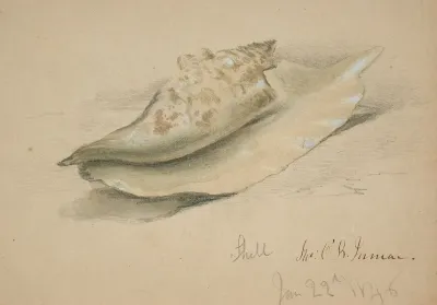 Conch Shell