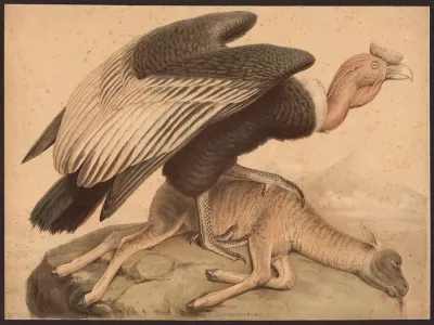 Condor Sarcoramphus Gryphus