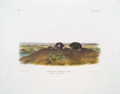 Condylura Cristata Common Star Nose Mole Natural Size