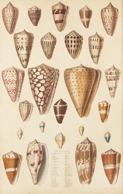 Cones