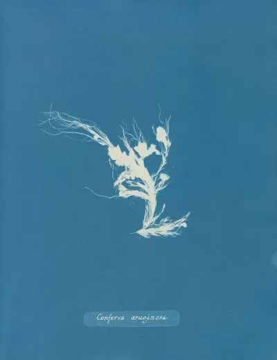 Conferva Aeruginosa