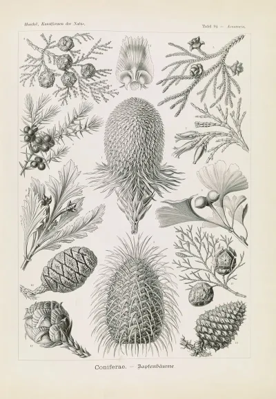 Coniferae Bapfenbaume
