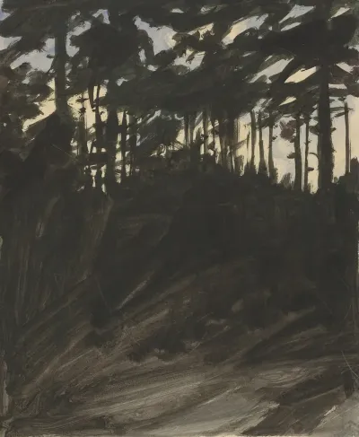 Coniferous Forest At Dusk