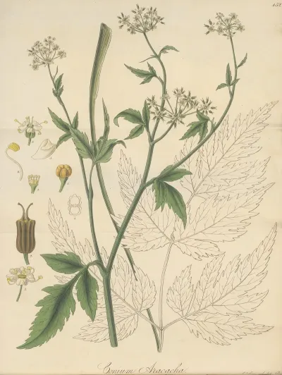 Conium Aracacha