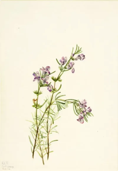 Conradina Verticillata