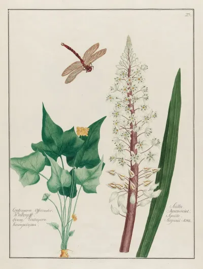 Contrayerva Officinalis And Scilla