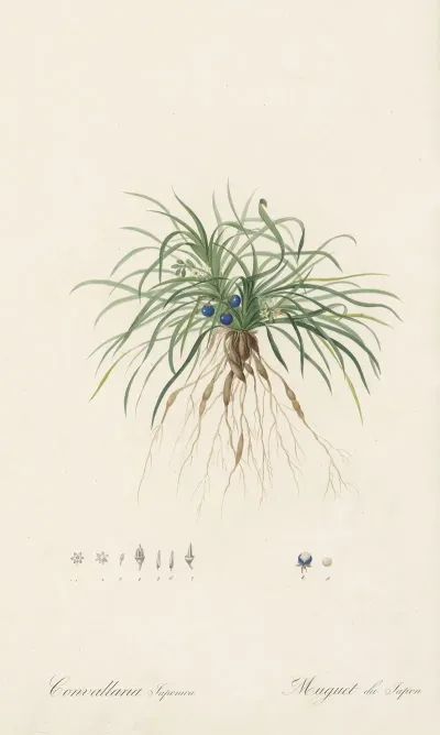 Convallaria Japonica