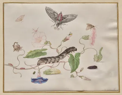 Convolvulus And Metamorphosis Of The Convolvulus Hawk Moth