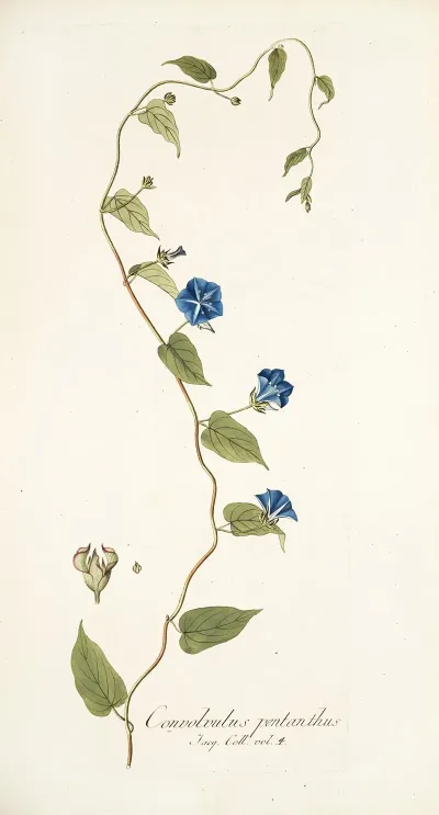 Convolvulus Pentanthus