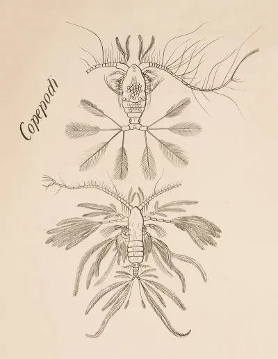 Copepod