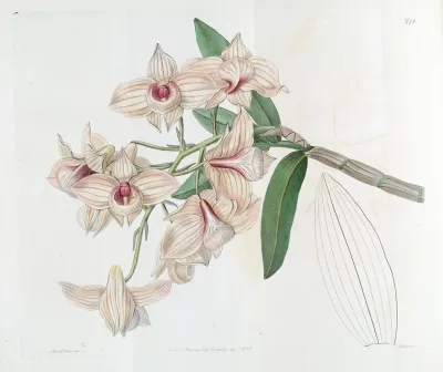 Copper Coloured Dendrobium
