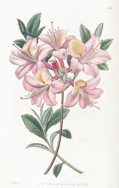 Copper Coloured Highclere Azalea