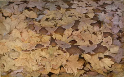 Copperhead Snake On Dead Leaves Study For Book Concealing Coloration In The Animal Kingdom