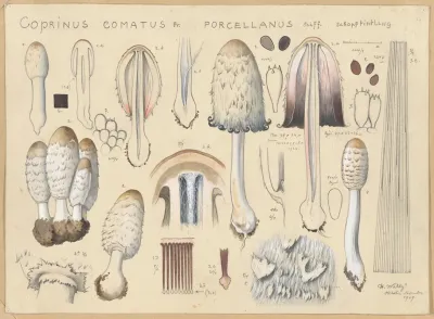 Coprinus Comatus Fr Porcellanus Schff