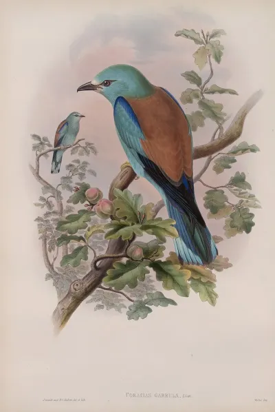 Coracias Garrula Roller