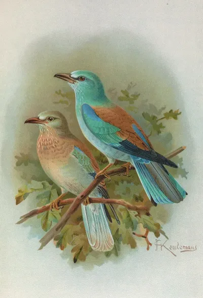 Coracias Garrula
