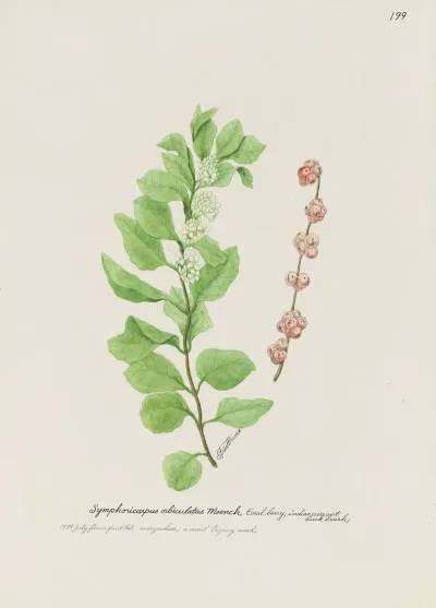 Coral Berry