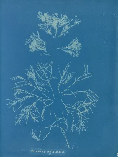 Corallina Officinalis