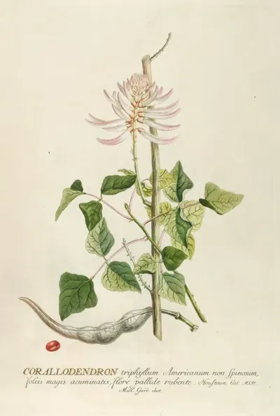 Corallodendron