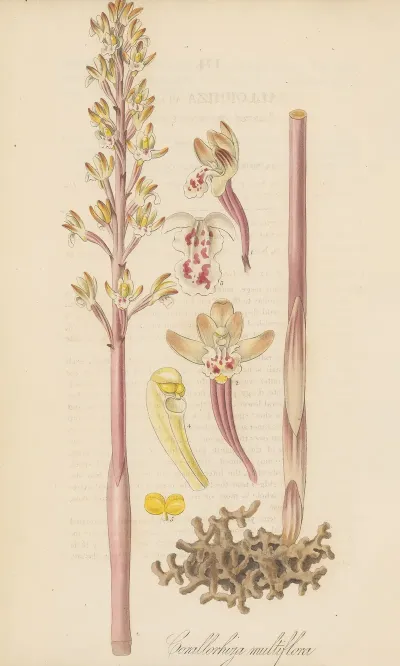 Corallorhiza Multiflora