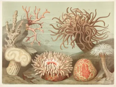 Corals And Sea Anemones