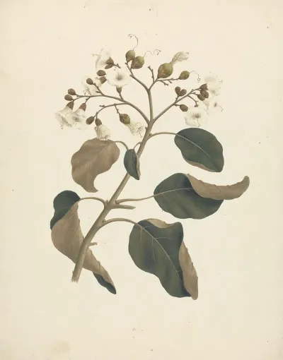 Cordia Abyssinica 2