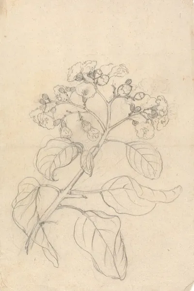Cordia Abyssinica