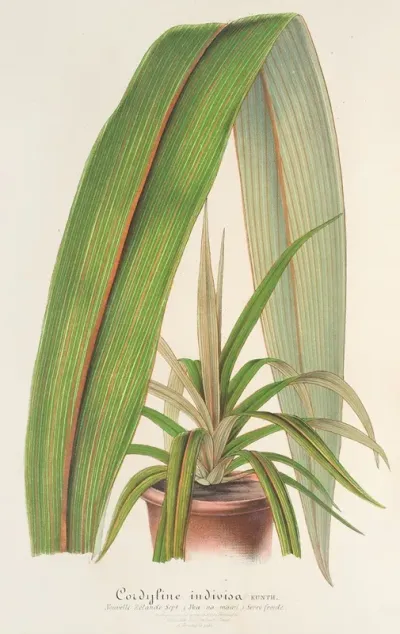 Cordyline Indivisa