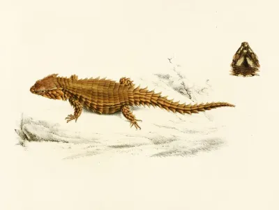 Cordylus Cataphractus