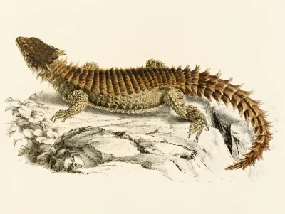 Cordylus Giganteus