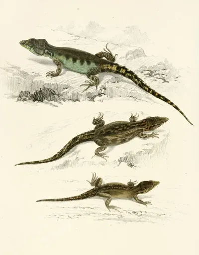 Cordylus Microlepidotus Male Female Young