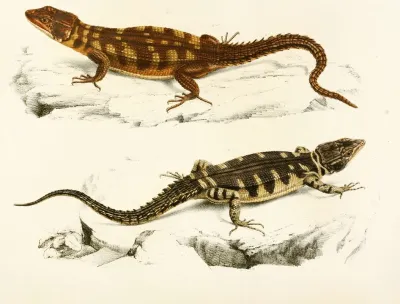 Cordylus Microlepidotus