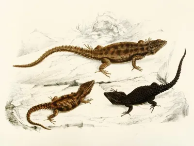 Cordylus Polyzonus Cordylus Griseus Var