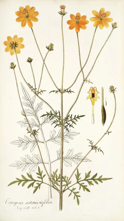 Coreopsis Artemisiaefolia