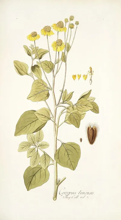 Coreopsis Limensis
