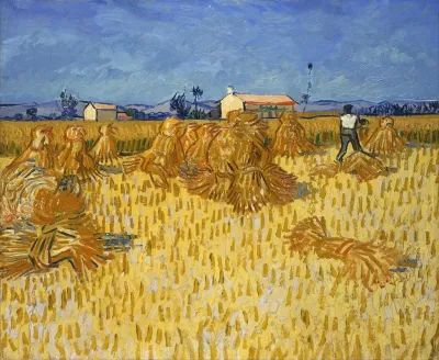 Corn Harvest In Provence
