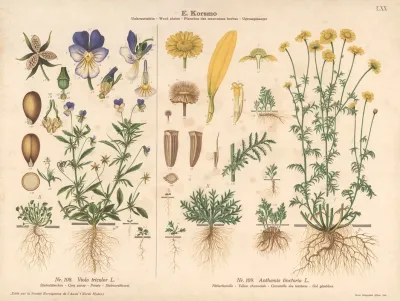Corn Pansy Yellow Chamomile