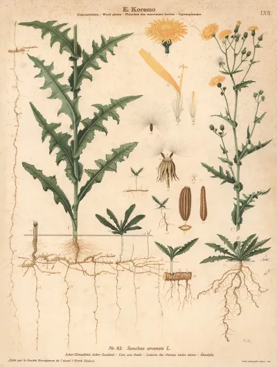 Corn Sow Thistle