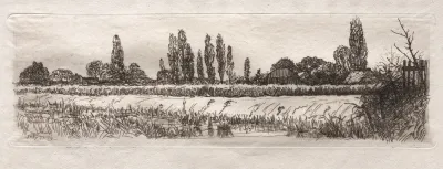 Cornfield 3