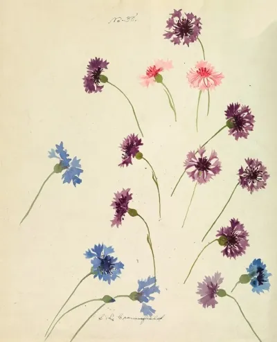 Cornflowers