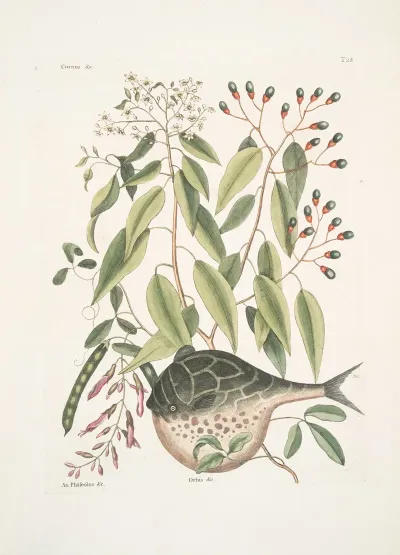 Cornus An Phaseolus Orbis Laevis Variegatus The Globe Fish