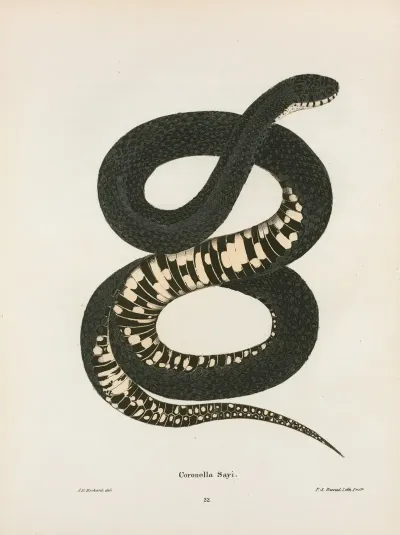 Coronella Getula