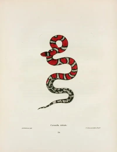 Coronella Rhombo Maculata